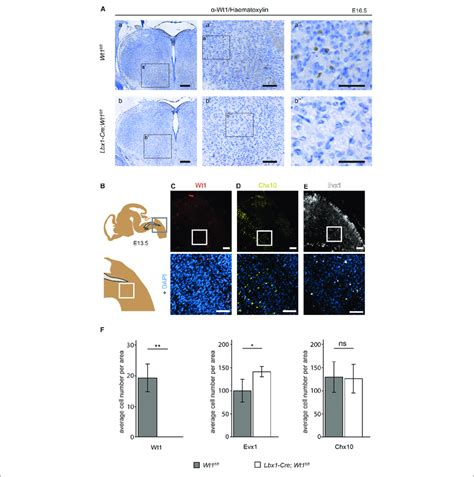 Neuron Composition In Conditional Wt1 Knockout Embryos A Download Scientific Diagram