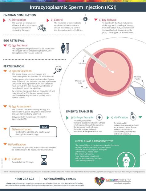 Icsi Infographic Rainbow Fertility