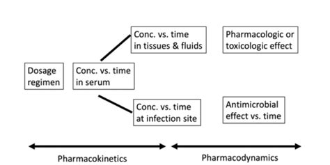 Principles Of Antimicrobial Therapy Flashcards Quizlet