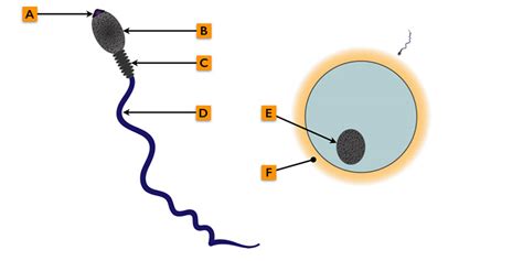 Diagram Of Sperm Cell - ClipArt Best