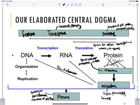 Molecular Biology Flashcards Quizlet