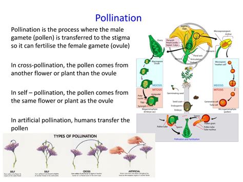 Ppt Biology 2b Powerpoint Presentation Free Download Id5301202