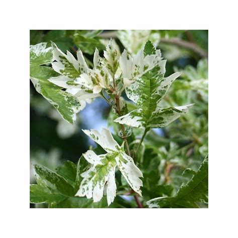 Crataegus monogyna Variegata Głóg jednoszyjkowy Wybierz wersje