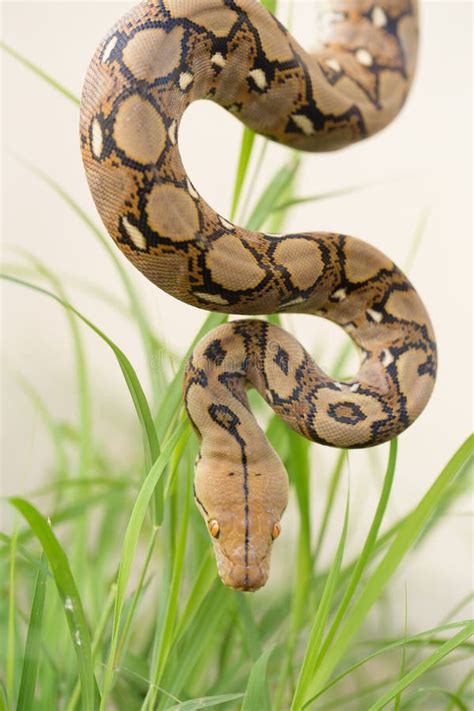 Pit N Reticulado Serpiente Del Constrictor De Boa En Rama De Rbol