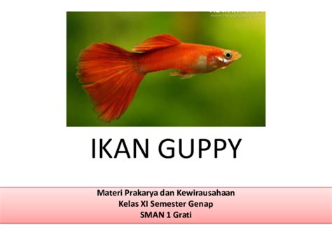 Ppt Pkwu Budidaya Ikan Hias Ikan Guppy Hirfatul Jannah