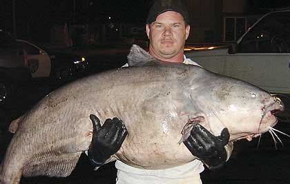 World Record Blue Catfish From Illinois Game Fish