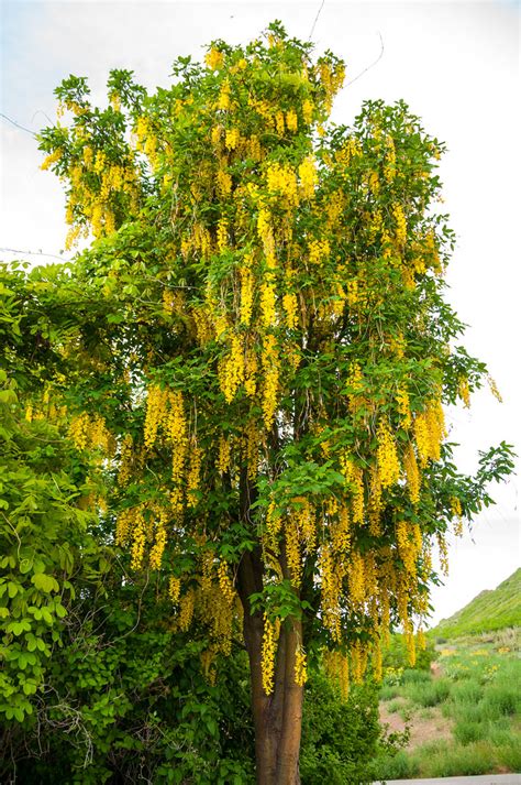 Golden Chain Tree Laburnum X Waterei Vossii Lucientj Flickr