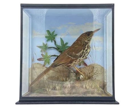 Antique Taxidermy Cased Long Billed Thrasher Toxostoma Longirostre