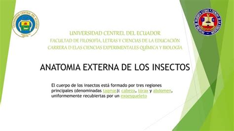 Anatomía Externa Insectos Ppt