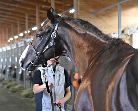 イクイノックスはサラブレッドの〝究極形〟 2000年生まれの新人競馬記者がつづる最強馬への思い 競馬ニュース・特集なら東スポ競馬