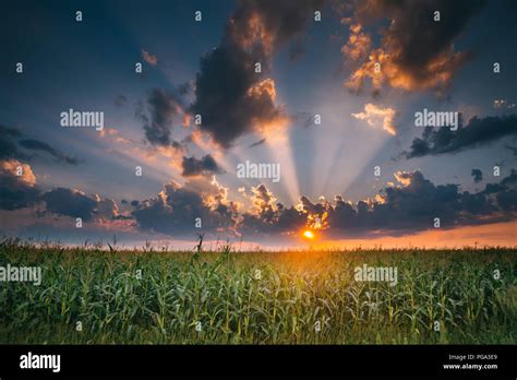 Summer Sunset Evening Above Countryside Rural Cornfield Landscape