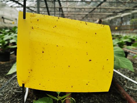 Yellow Sticky Traps Plant Protection Accessories Bioforce