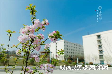 春天里的陕西 西安海棠职业学院：花开海棠 重逢可待 西部网（陕西新闻网）