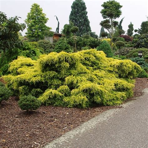 Juniperus Pfitzeriana Old Gold” Polegla Kleka Old Gold” Rasadnik