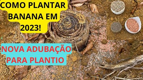 Como Plantar Banana Prata - COMO PLANATAR BANANA EM 2023 | ADUBAÇÃO PARA PLANTIO DE BANANA | COMO ...