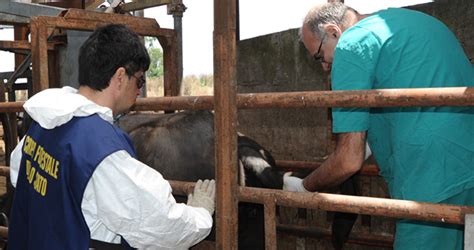 Focolaio Di Brucellosi Maxi Sequestro In Un Ovile A Passo Di Piazza