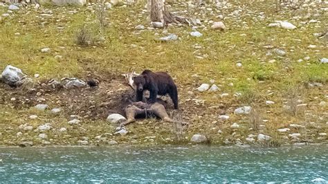 Big Grizzly Bear Feeding On Moose Bull Carcass Youtube