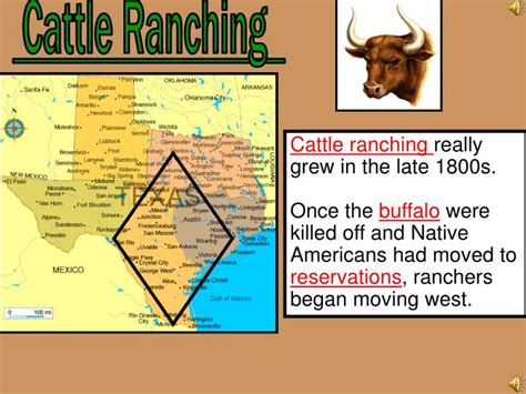 PPT - Cattle Ranching PowerPoint Presentation, free download - ID:1967064