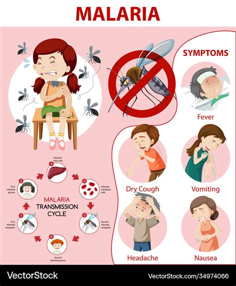 Malaria Symptom Information Infographic Royalty Free Vector