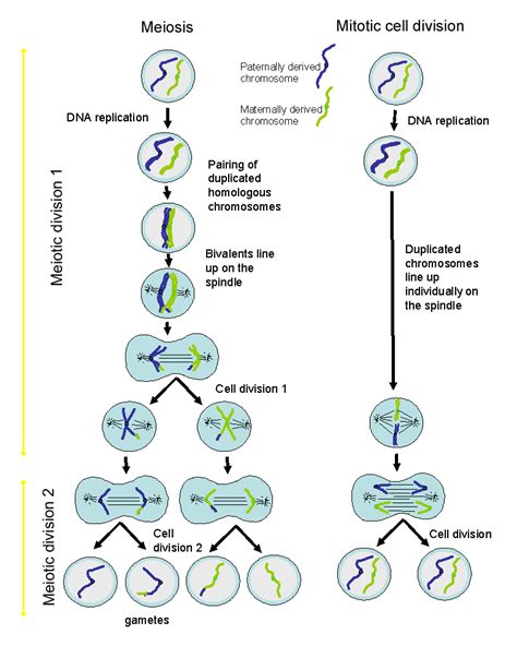 การแบ่งเซลล์ ㋡ Cell Division