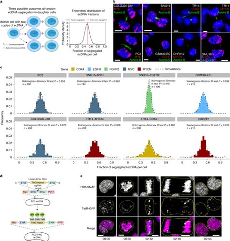 The Evolutionary Dynamics Of Extrachromosomal Dna In Human Cancers