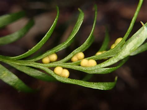 Innocuous Looking Fern Wins World Record For Largest Genome