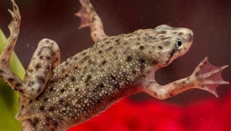 African Dwarf Frogs