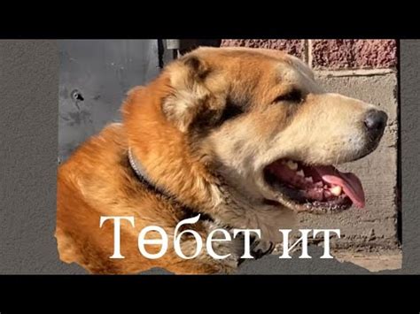 Төбет ит - YouTube