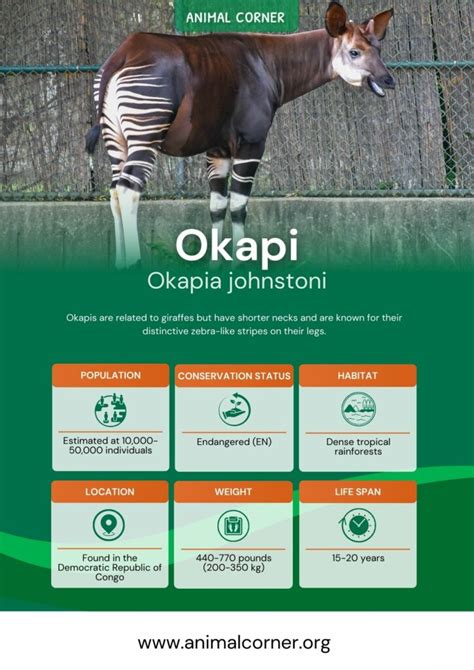 Okapi Animal - Key Facts, Information & Habitat