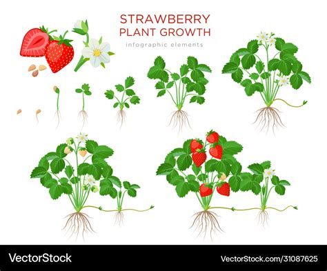 Strawberry Plant Growing Stages From Seeds Vector Image