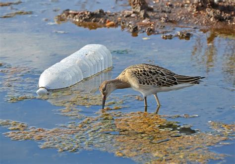 Water Pollution Effects: Consequences of Water Pollution