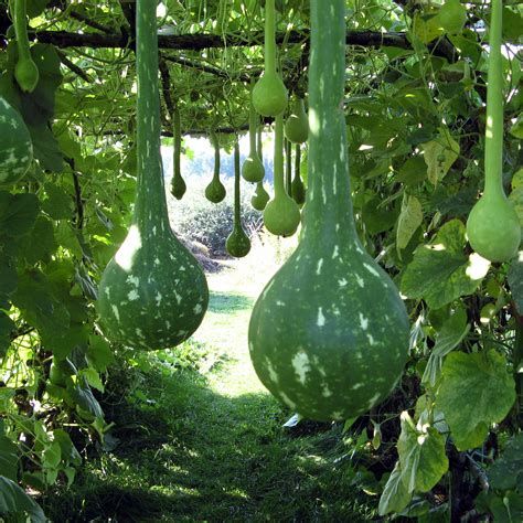 Growing Gourds | gourdlandia