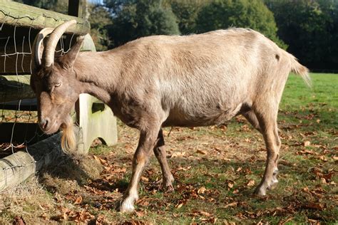 Chinese New Year Goat Of The Day