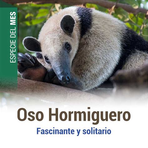 INSTAGRAM 1 ESPECIE ABRIL 2023 Fundación Museo Bolivariano Quinta de