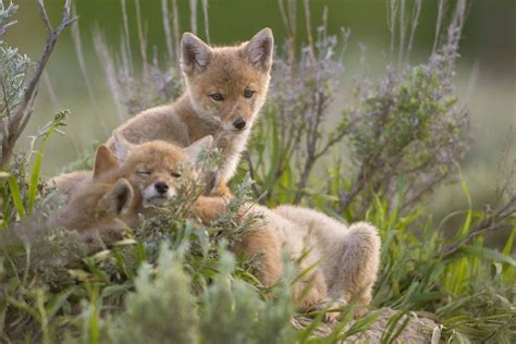 Coyote Facts (Canis latrans)