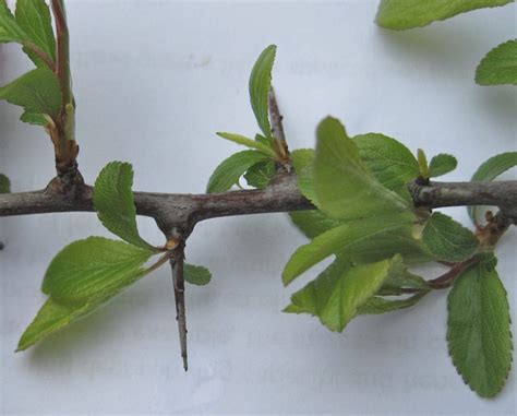 Blackthorn - Tree Guide UK Blackthorn identification