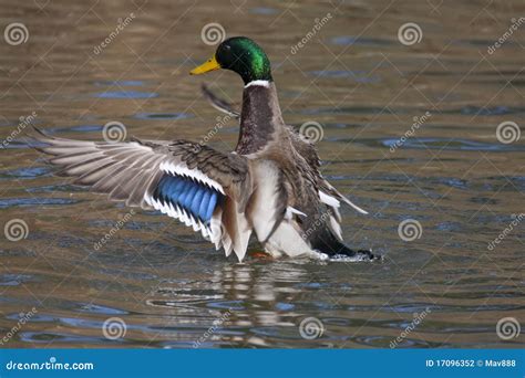 Mallard duck stock photo. Image of beak, wings, male - 17096352