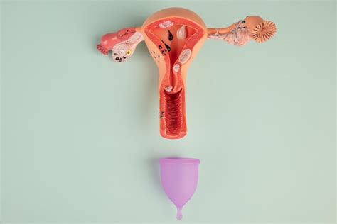 Maqueta Del Sistema Reproductivo Femenino Y Copa Menstrual Rosa Sobre