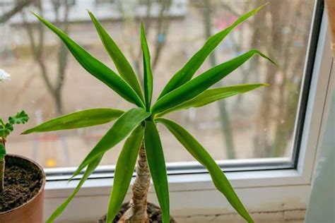 Dracaena Leaves Turning Yellow And Falling Off 4 Causes Solutions