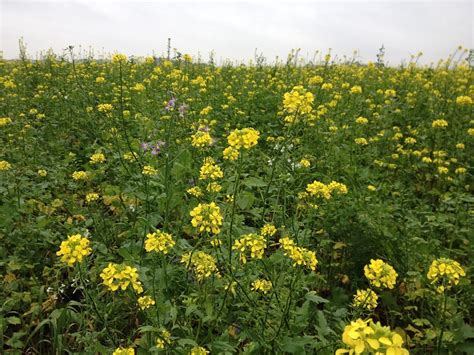 Bouwplan En Bodembeheer Optimalisatie Van Gewasrotatie Groenbemesters