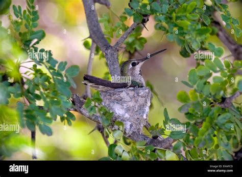 Verschachtelung Costas Kolibri Fotos Und Bildmaterial In Hoher