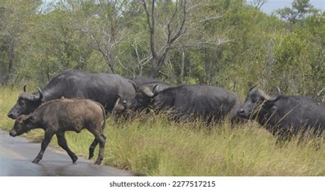 Herd African Buffalo Buffalo Calf Stock Photo 2277517215 | Shutterstock