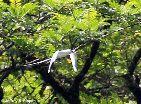 Tahiti Birds