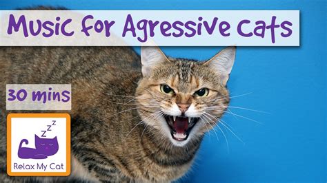 Music for Aggressive Cats, Music to Relax and Calm Cats with Aggression ...