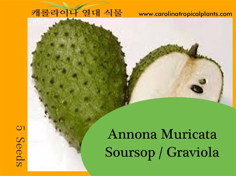 Soursop / Graviola Seeds Annona Muricata 5 Seeds