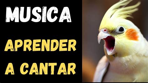 Músicas Para Calopsitas Aprenderem A Cantar