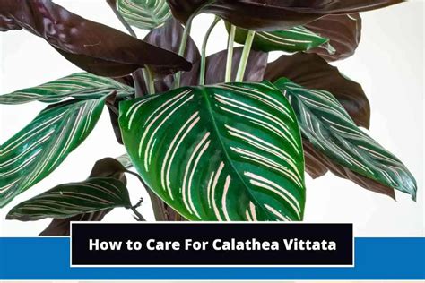 Calathea Vittata Care And Growing Guide