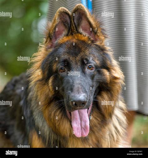 Long Haired German Shepherd Hi Res Stock Photography And Images Alamy