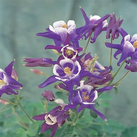 Winky Blue Columbine Plant The Home Depot