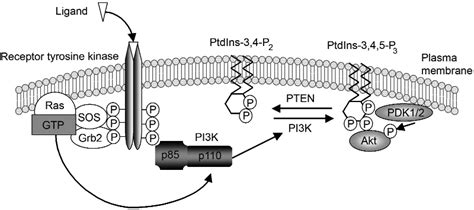 Activation Of Class I A Pi3ks Rtks Bind To Extracellular Mitogens